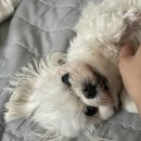 쿨펫 양·한방 동물병원 | [대전 유성] 쿨펫양한방동물병원에서의 말티즈 AAI와 슬개골 치료기