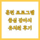 유치원 | 훈련 프로그램 중심 강아지 유치원 후기