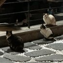 포천 단체펜션 코지11 별빛고운 솔직 후기 복층 스파 바베큐 +주변 마트 위치