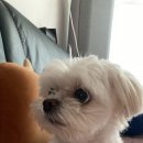 진션 이미지