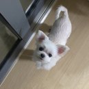 펫콤 안산점 | 안산 강아지 장례식장 펫콤 이용후기(무지개다리 건넌 초롱이 잘가)