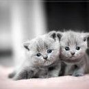 카카오 동물병원 이미지