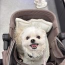 소래동물병원 | [소래동물병원] 내돈내산 해쌀이 슬개골 수술 후기