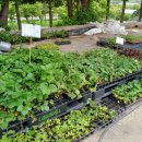 수원농협 경제사업장 | 수원모종시장 수원농협경제사업장 모종심는시기모종구입판매모종추천