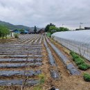 이모네밥집 이미지