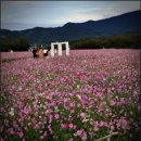 주식회사 상림 | 경남 거창 1박2일 숙소 호텔 가조 온천 사우나 조식 근처 여행 코스 추천/ 코스모스 꽃단지 절정