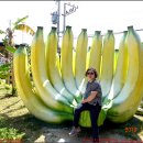 장미네농장 이미지