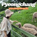 여름목장 | 강원도 평창 가볼만한 곳 대관령 양떼목장 여름 날씨 후기