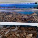 울진대게궁7호 이미지