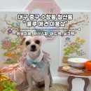 룰루애견미용샵