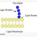 Re:Re: 혈액형을 결정하는 당지질(glycolipids)에 대하여 이미지