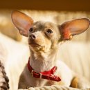 다올동물병원 이미지