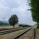 대광리 은행나무 이미지