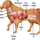 ACE동물병원 이미지