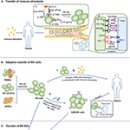 Re:Cancer Immunotherapy Based on Natural Killer Cells: Current Progress and New Opportunities 이미지