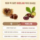 마로니에 이미지