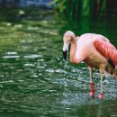 탕은이맛 이미지