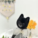 헤이퍼피 이미지