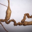 산야초/산삼의 유래와 종류