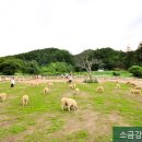청용목장 네이버블로그