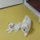 개똥이 이미지