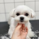 퍼피몽몽 이미지