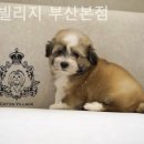 코튼빌리지 부산본점 이미지