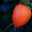 선바우농장 이미지