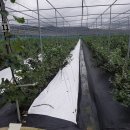 옥성농장 이미지