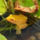 황금개구리 이미지