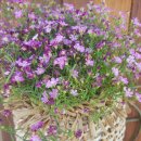 소망건강원 이미지