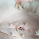 모래내동물병원 | 전주 암컷강아지 중성화수술, 모래내동물병원