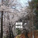 베이커리시어터 이석영광장점 | [홍유릉 벚꽃길][베이커리 시어터 이석영 광장점] 남양주 벚꽃