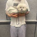 미사 센트럴 동물병원 | 미사 센트럴 동물 병원 미용, 비숑 미용, 미사 애견미용