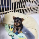 도담이 이미지