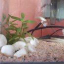 코이독(눈 내리는 강아지마을) 이미지