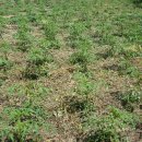 복합영농 이미지