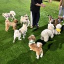 정발산공원 | 새로 바뀐 일산 정발산 공원 반려견 놀이터🐶 무료 애견 운동장 후기