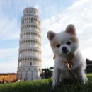 데려가개 이미지