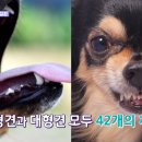 동물농장 이미지