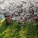 조천변 벚꽃길 이미지