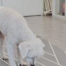 DOG 깨비 네이버블로그