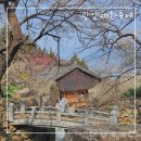 문화관광농원청소년야영장 | 한국관광100선 광양매화마을 매화축제 실시간개화 주차 입장료 셔틀버스 가볼만한곳