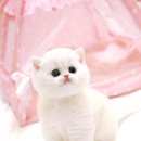 부산고양이분양 모나미네코 해운대본점 | 부산 고양이 분양 추천 ♡ 냥이 분양은 부산고양이분양 모나미네코 해운대본점