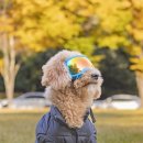 서구-01-134 | 광주 강아지 스냅 촬영 반려견동반 촬영 뭉스스냅 야외촬영 후기