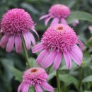 스쿱(SCOOP) 이미지