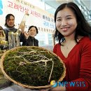 한국명품산삼 이미지