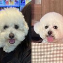 멍블랑 유치원 | 김천 강아지 미용실 [멍블랑] 애견미용 비숑 가위컷 전문
