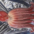 호미곶돌문어사업협동조합 이미지