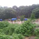 멜버른승마 이미지